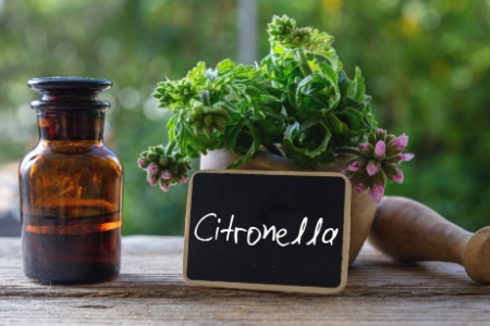 Olio citronella